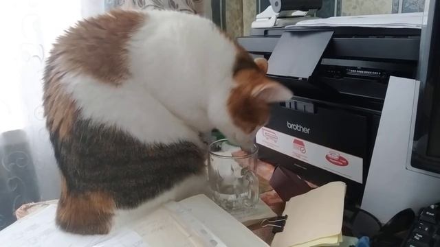 Вкусная родниковая вода и мытье лап смотреть онлайн