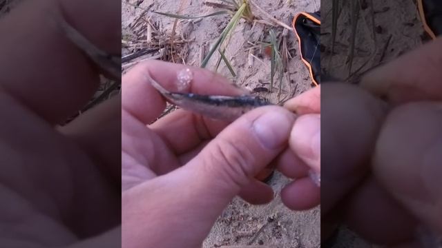 Как правильно насадить тюльку. Берш. Судак. Налим. Язь по холодной воде, лови даже зимой смотреть онлайн