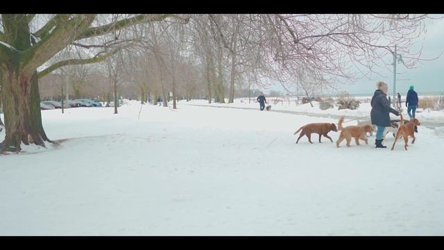 Snowy Day Cinematic in Toronto | Winter Wonderland | Zarin Hossain. смотреть онлайн