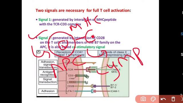 Asst.Prof.P.R.Shirsath: Adaptive Immunity(TYBSc Microbiology MB 334 смотреть онлайн