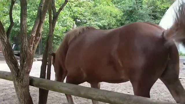 Berlin Reithof-Gropiusstadt смотреть онлайн