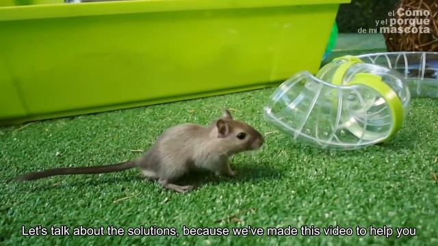 HAMSTERS: Why is my hamster obese? смотреть онлайн