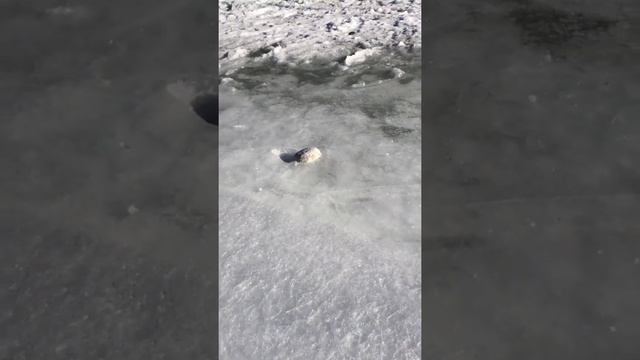 Промёрзшая река Теберда, проверка льда на прочность - (часть 10) - 01.22.21 год. смотреть онлайн