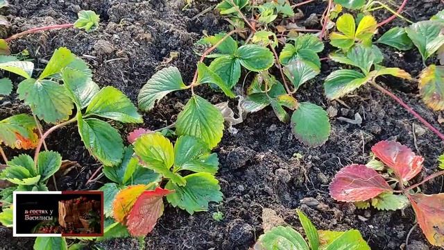 ОСНЕННЯЯ ОБРАБОТКА КЛУБНИКИ 🍓🍓🍓/ ОТ БОЛЕЗНЕЙ / смотреть онлайн