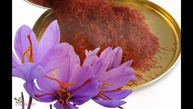 BVLGARI Omnia Apa De Parfum Spray смотреть онлайн