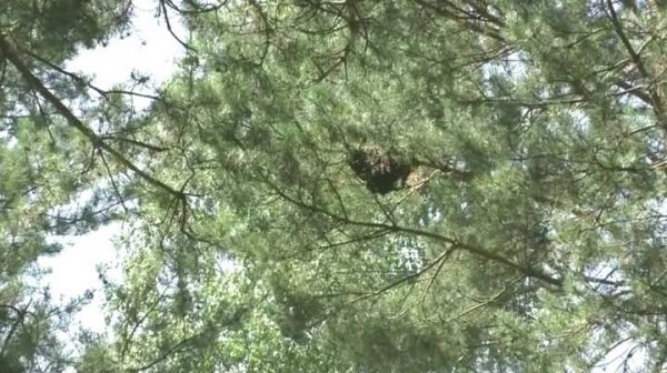 Кто командует роем пчел