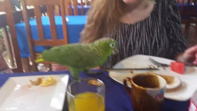 Celeste's island cuisine смотреть онлайн