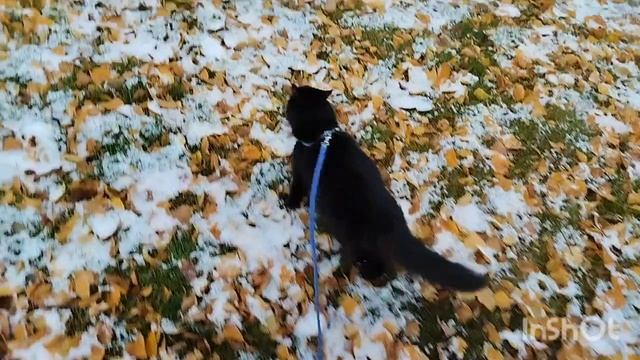 4. 11. 2024 Гуляем с кошечками на первом снегу смотреть онлайн