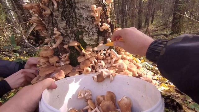 БЕЛЫЙ ГРИБ, ОПЯТА ЦЕЛЫМИ ВЕДРАМИ В ГЛУХОМ ЛЕСУ | НАШЛИ БАЗУ ОХОТНИКОВ | СБОР ГРИБОВ 2022 смотреть онлайн