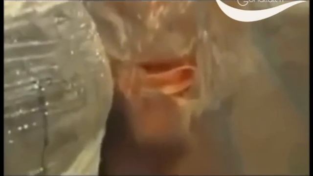 Ne Yiyoruz? (Jelatin Gerçeği) смотреть онлайн