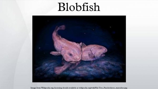 Blobfish