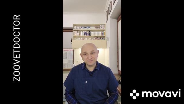 Под рентгеном как собака ест пример для Вас #ушаковдмитрий #zoovetdoctor #стерилизация #pet смотреть онлайн