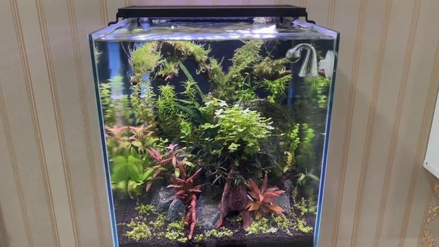 КРЕВЕТОЧНИК 30 литров😍 смотреть онлайн