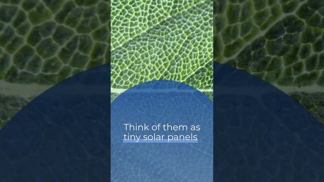 Bite-sized Biology: How Plants Turn SUNLIGHT into ENERGY смотреть онлайн