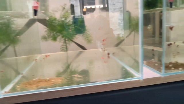 03-Agosto-2024 : Mañana de Sabado. Preparo el acuario de 300 litros. Limpio las baterías y mas смотреть онлайн