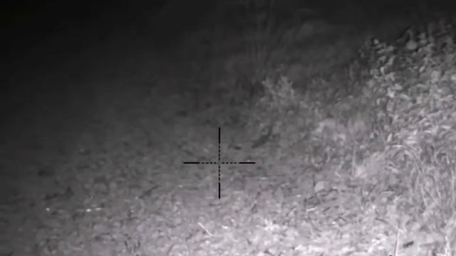 Pulsar Digex 455 Wildboar videos смотреть онлайн