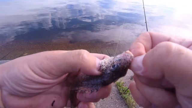 Рыбалка в июне на фидер. Ловля на фидер на Чебоксарском вдхр. смотреть онлайн