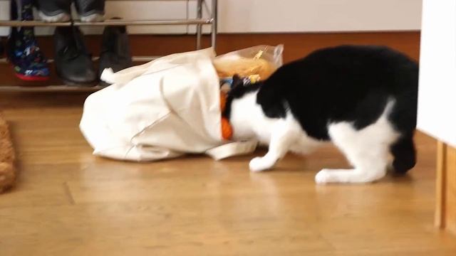 Cats are cleverer than husbands! смотреть онлайн