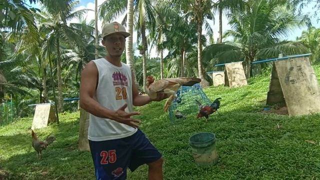 AUTHENTIC BRAD HATCH | PURE BILLY RUBLE HATCH | PLUS 4 PULLETS | michael pampula смотреть онлайн
