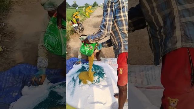 यूरिया 🌾🌾 #shortvideo #farmingcareer #farminglife смотреть онлайн