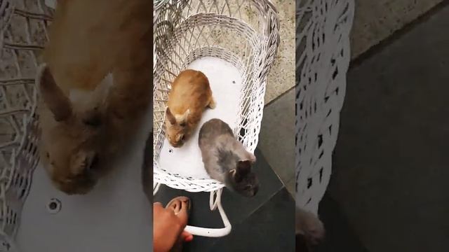 grey and brass fluffy bunny rabbit смотреть онлайн