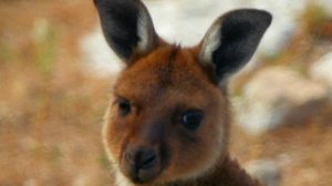 Рождение кенгуру. Развитие детеныша кенгуру.