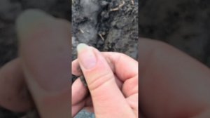 Коп, находки 11-13 века. Серебро!