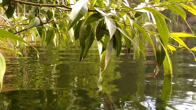 ВИД ИЗ БУХТЫ НА БЕРЕГ смотреть онлайн