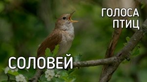 Соловей | Голоса птиц