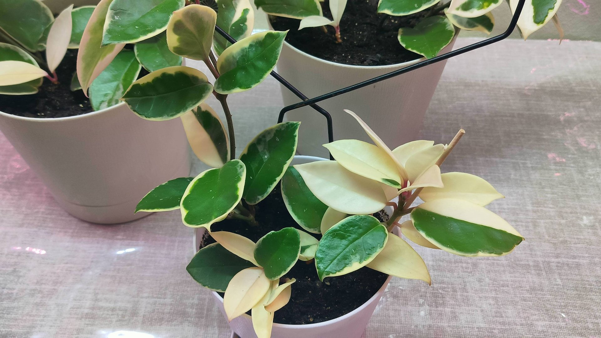 ЭКСПЕРИМЕНТ!! Пересадка хойи "Кримсон Квин" на фитильный полив. Тонкости и "за " и "против" смотреть онлайн