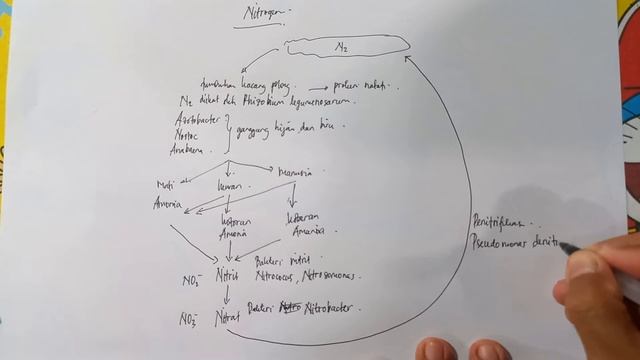 Daur Biogeokimia : siklus Karbon siklus Nitrogen siklus Fosfor siklus Sulfur kelas 10 | Materi смотреть онлайн