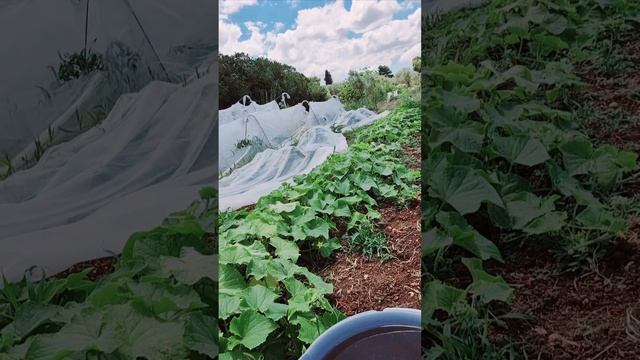 ОБЫЧНЫЙ ДЕНЬ на ДАЧЕ (подкормка огурцов) смотреть онлайн