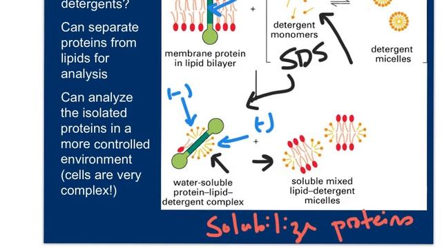 Detergents and Gel Electrophoresis смотреть онлайн