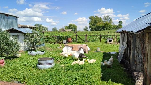 Утята, гусята и индюки напали на салат и купаются в тазике смотреть онлайн