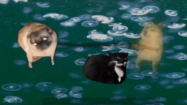 7 Maxwell The Cat and Pug and Doge Dancing Sound Variations In 53 Seconds Part 5 смотреть онлайн