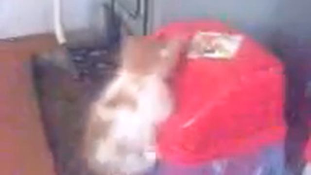Котик упал в ведро смотреть онлайн