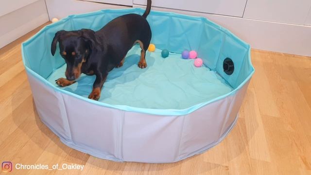 The Chronicles of Oakley: Oakley gets a ball pit смотреть онлайн