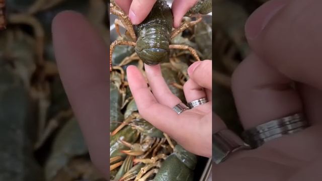 У ДЕВОЧЕК ПОПА БОЛЬШЕ? 🦞 #пестравский #раки #ростовнадону #гастрономия смотреть онлайн