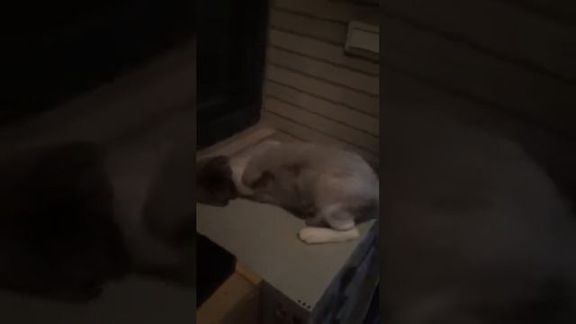 小王子醉草 смотреть онлайн