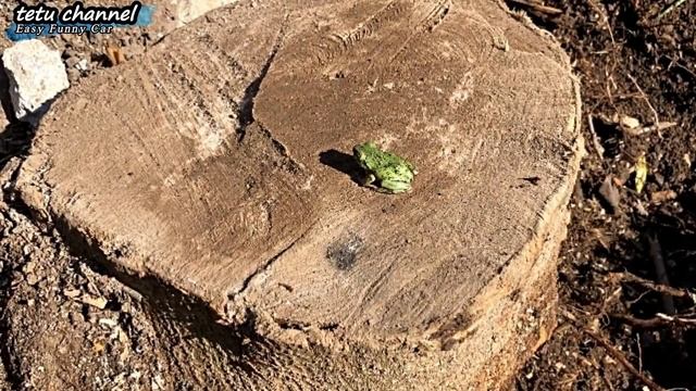 訳あり物件は150万円 切株が気になり覗く！井戸水飲める？アレを使う女