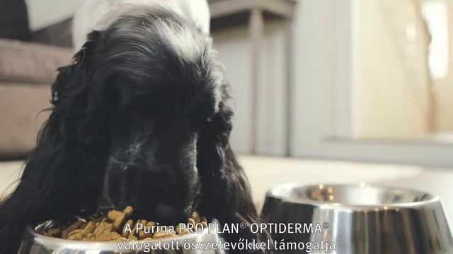 Érzékeny bőrű kutyáknak: PRO PLAN® OPTIDERMA® смотреть онлайн