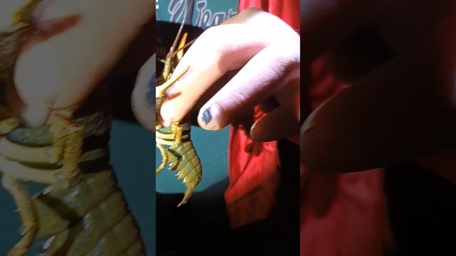 Не суй пальцы в клешни смотреть онлайн