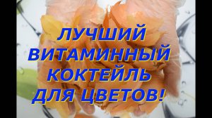 Самая лучшая натуральная подкормка комнатных цветов из луковой шелухи
