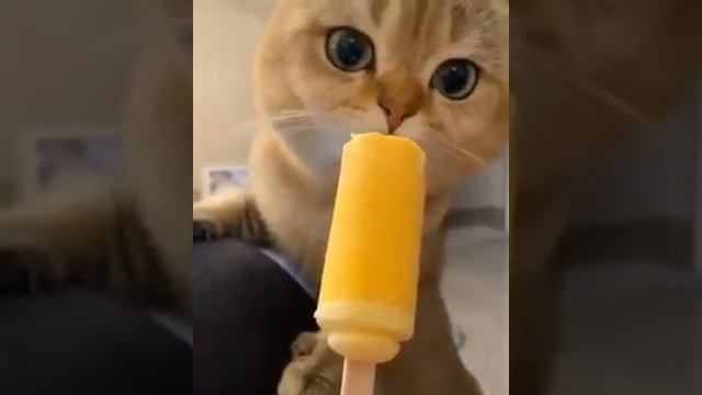 GATO TOMANDO PICOLÉ смотреть онлайн