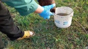 МОЙ СПОСОБ ПОСАДКИ ГОЛУБИКИ В ХВОЙНЫЙ ОПАД