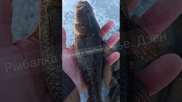 Страшная рыба РОтан смотреть онлайн