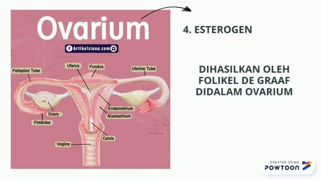 OVARIUM