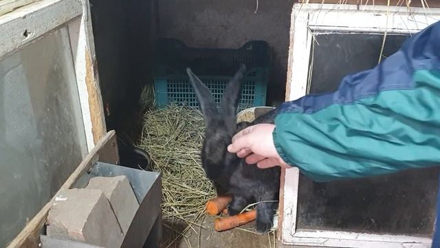 Какие крольчата получаются если самец Француз.баран а самка Полтавское серебро/Обзор маточника/влог смотреть онлайн