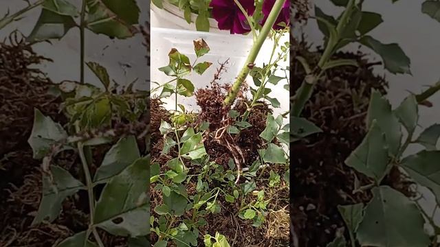 Размножение роз черенками смотреть онлайн