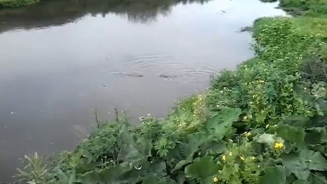 Ондатры в речке . :) смотреть онлайн